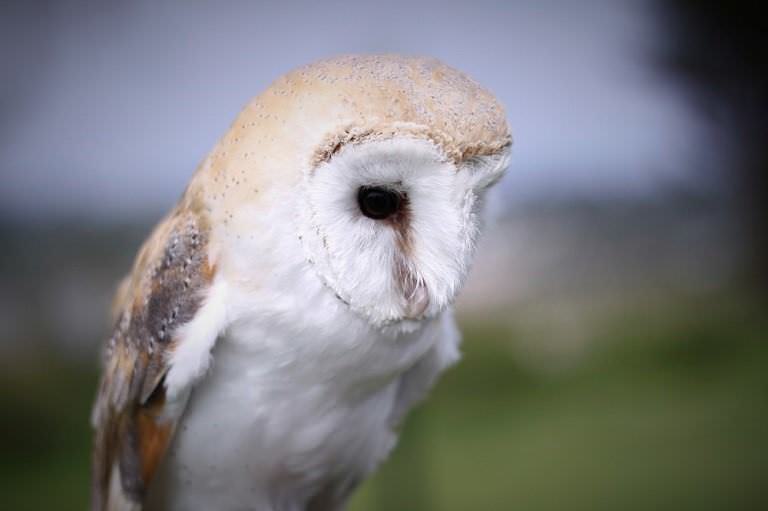 Image of Owl