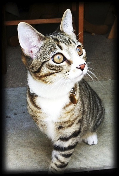 Image of Cat