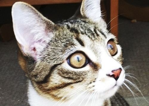 Image of Cat