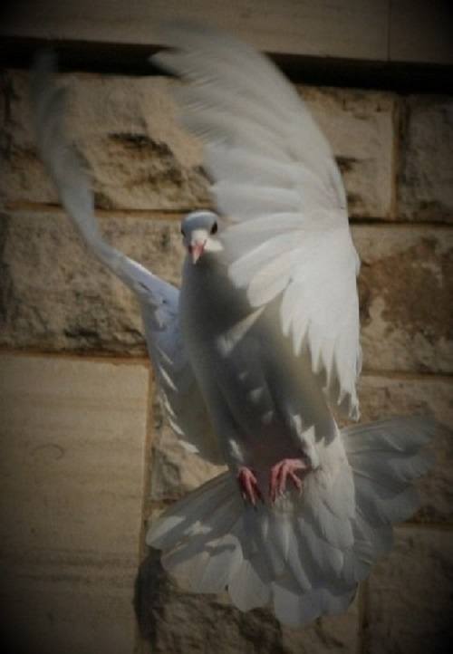 Image of Dove