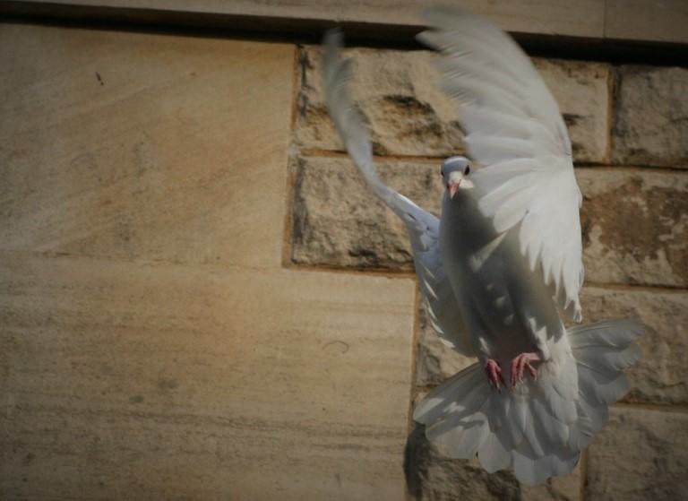 Image of Dove
