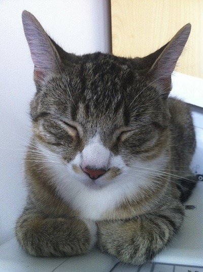 Image of Cats